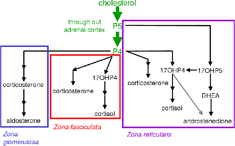 sterzones.png